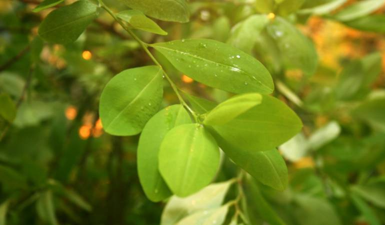 Aumento de cultivos ilícitos en el Catatumbo en Norte de Santander