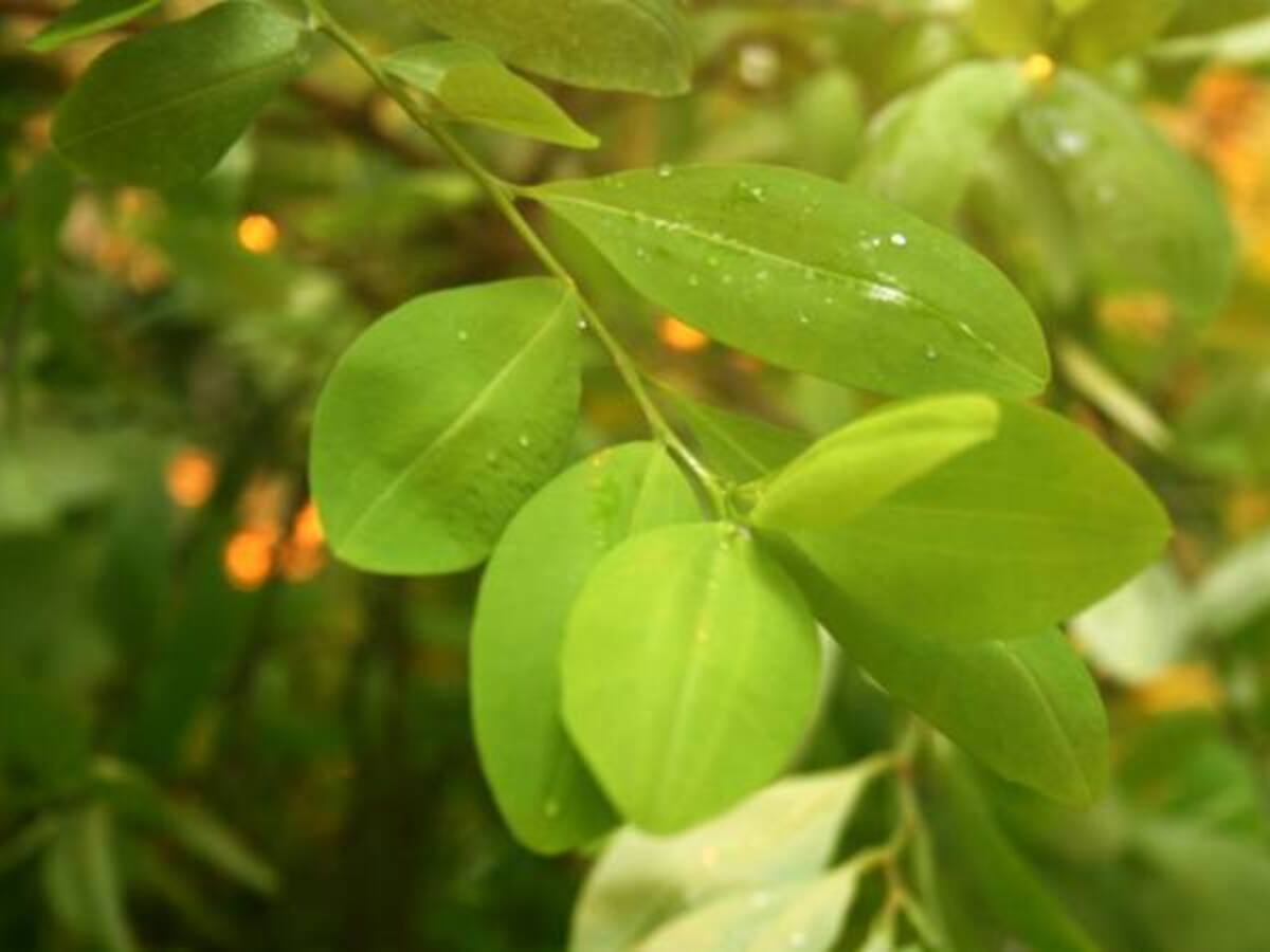 Autoridades preocupadas por aumento de coca en el Catatumbo