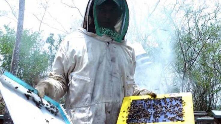 Pesticidas están acabando las abejas en Colombia
