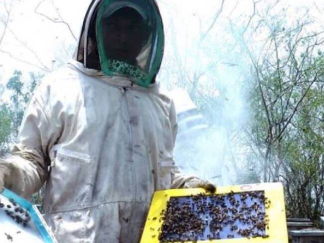 Pesticidas están acabando las abejas en Colombia
