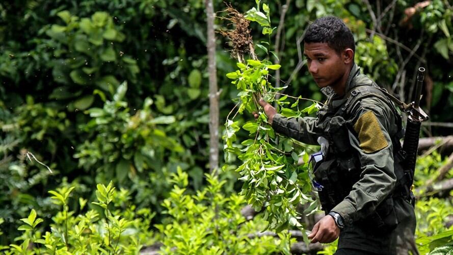 Comunidad no permitirá erradicación de cultivos ilícitos en Argelia, Cauca. Foto: Colprensa