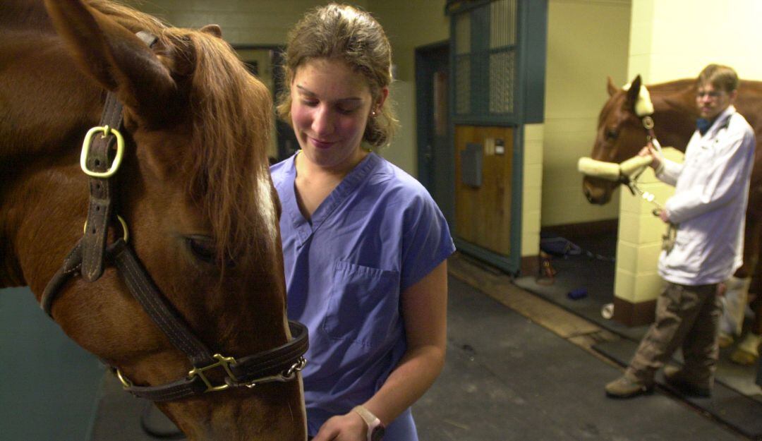 Veterinarios. Imagen de referencia