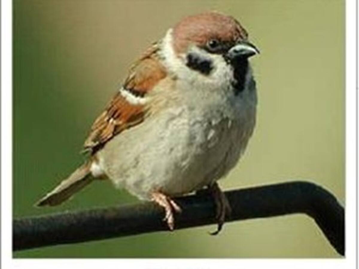 Proyectos ecuatoriano y brasileño que buscan conservación de aves, fueron premiados