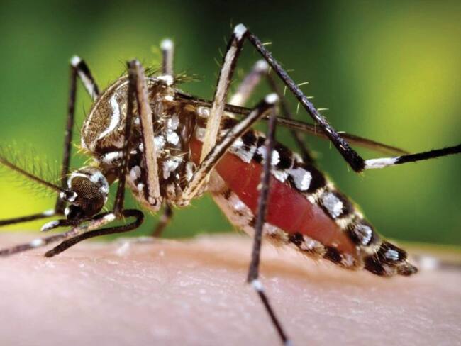 Investigan si dos menores murieron por dengue