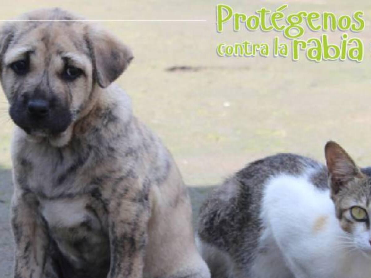 Este domingo jornada gratuita de vacunación de perros y gatos en Bogotá