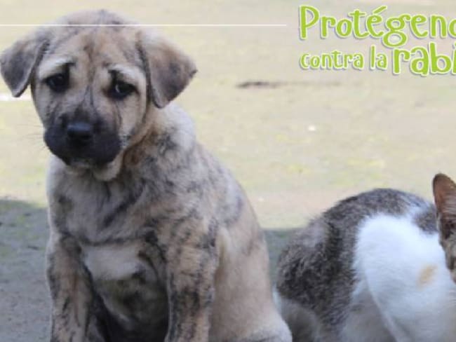 Este domingo jornada gratuita de vacunación de perros y gatos en Bogotá