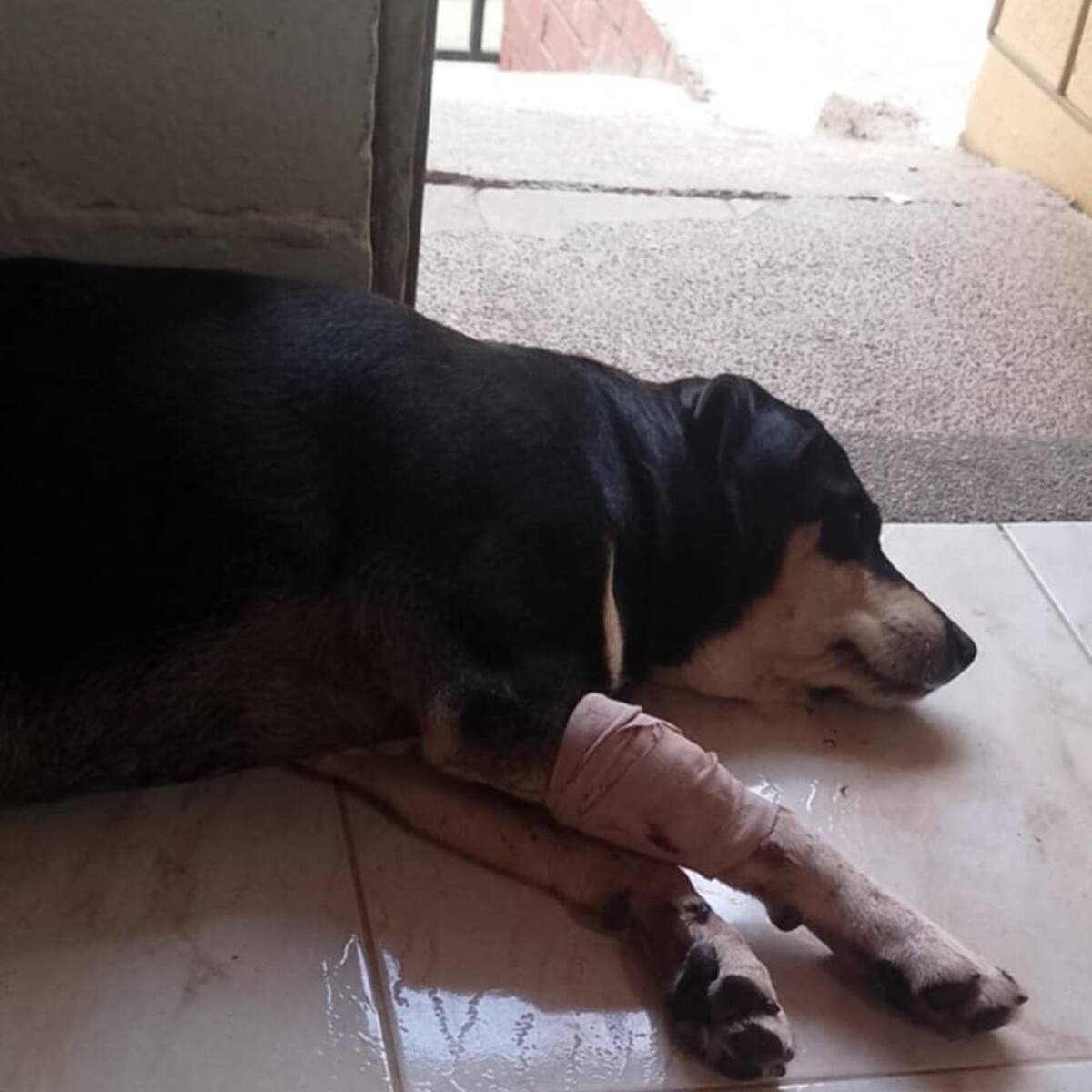 Una perrita fue herida con arma traumática en un hecho de intolerancia en Calarcá, Quindío