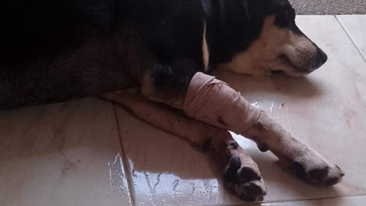 Denuncia caso maltrato animal