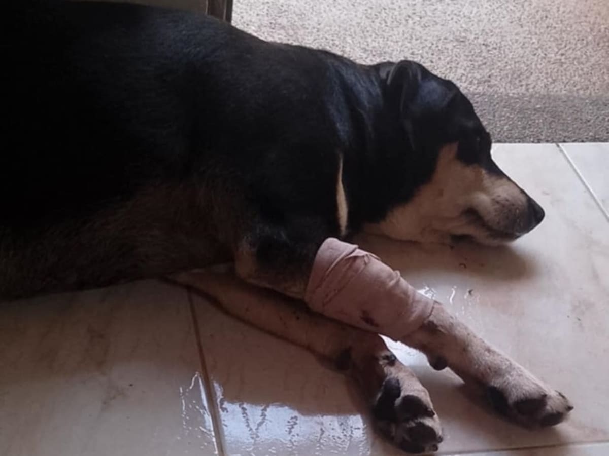 Una perrita fue herida con arma traumática en un hecho de intolerancia en Calarcá, Quindío