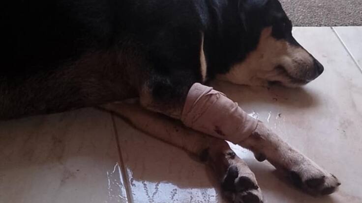 Denuncia caso maltrato animal