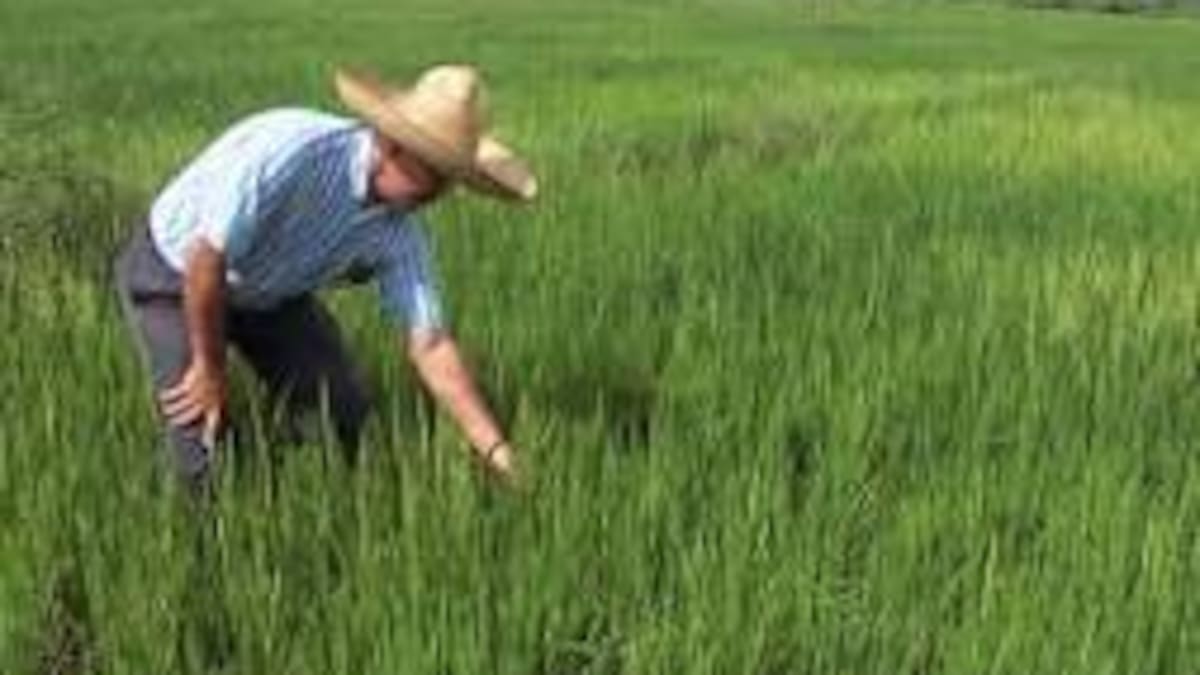 Cerca de dos mil hectáreas de arroz se perdieron durante la ola de sequía en el Huila