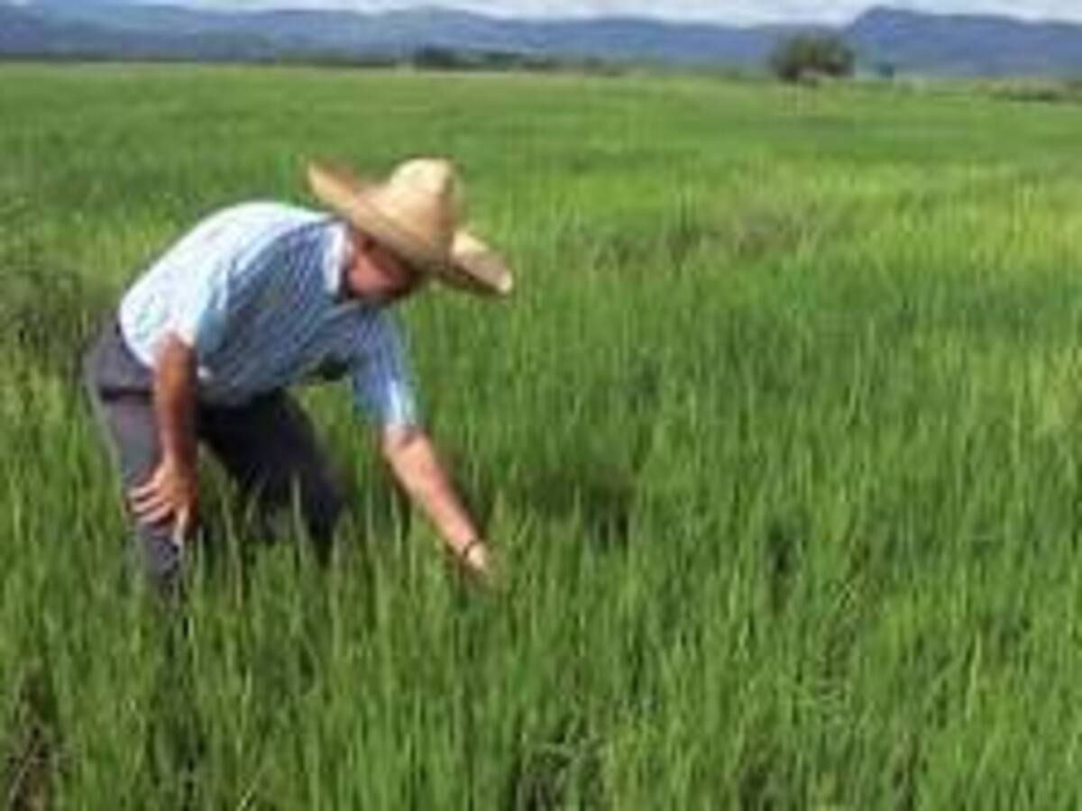Cerca de dos mil hectáreas de arroz se perdieron durante la ola de sequía en el Huila