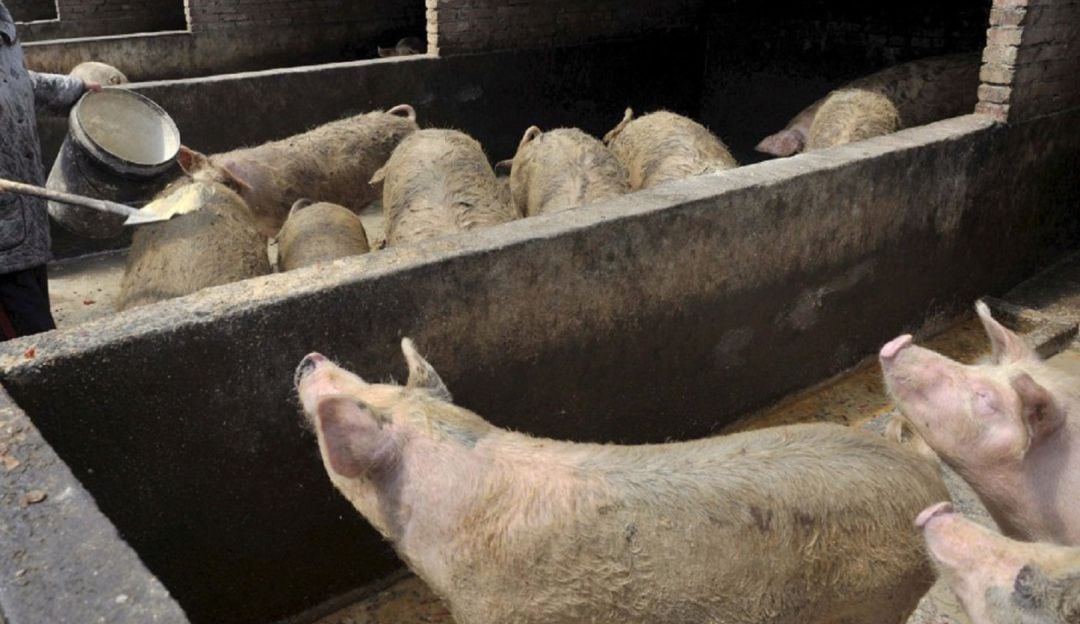 La peste porcina Africana, es una enfermedad no afecta humanos.