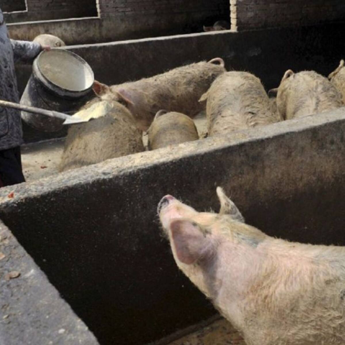 Buscan prevenir que la peste porcina africana llegue a Cali