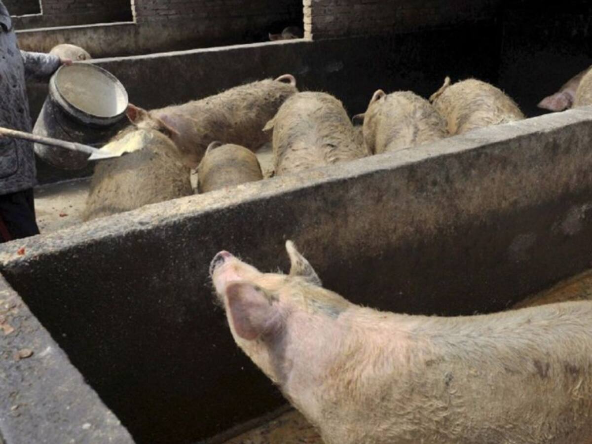 Buscan prevenir que la peste porcina africana llegue a Cali