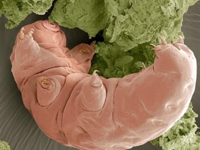 El animal más duro del planeta