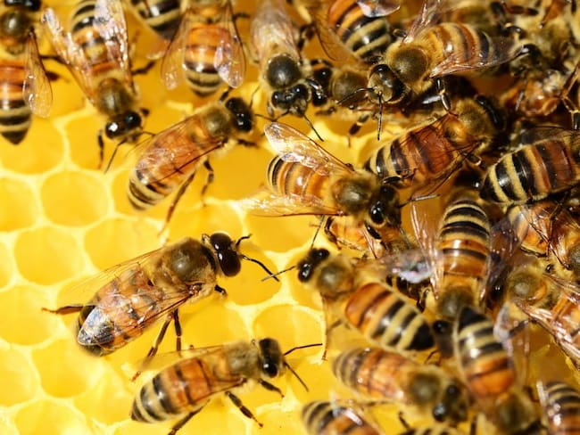 En Colombia se hace inseminación artificial de abejas reinas
