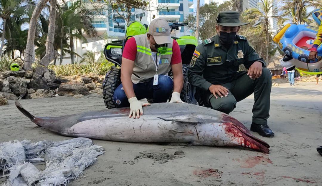 El animal fue ubicado en el sector de playas del Hotel Decameron