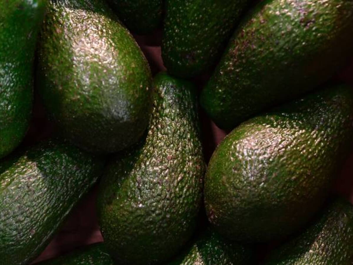 ¡Qué delicia! Aguacate Bar llega a Medellín
