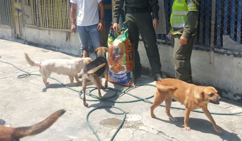 Hospital para mascotas en Manizales 