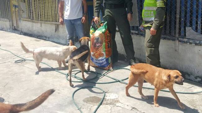Hospital para mascotas en Manizales