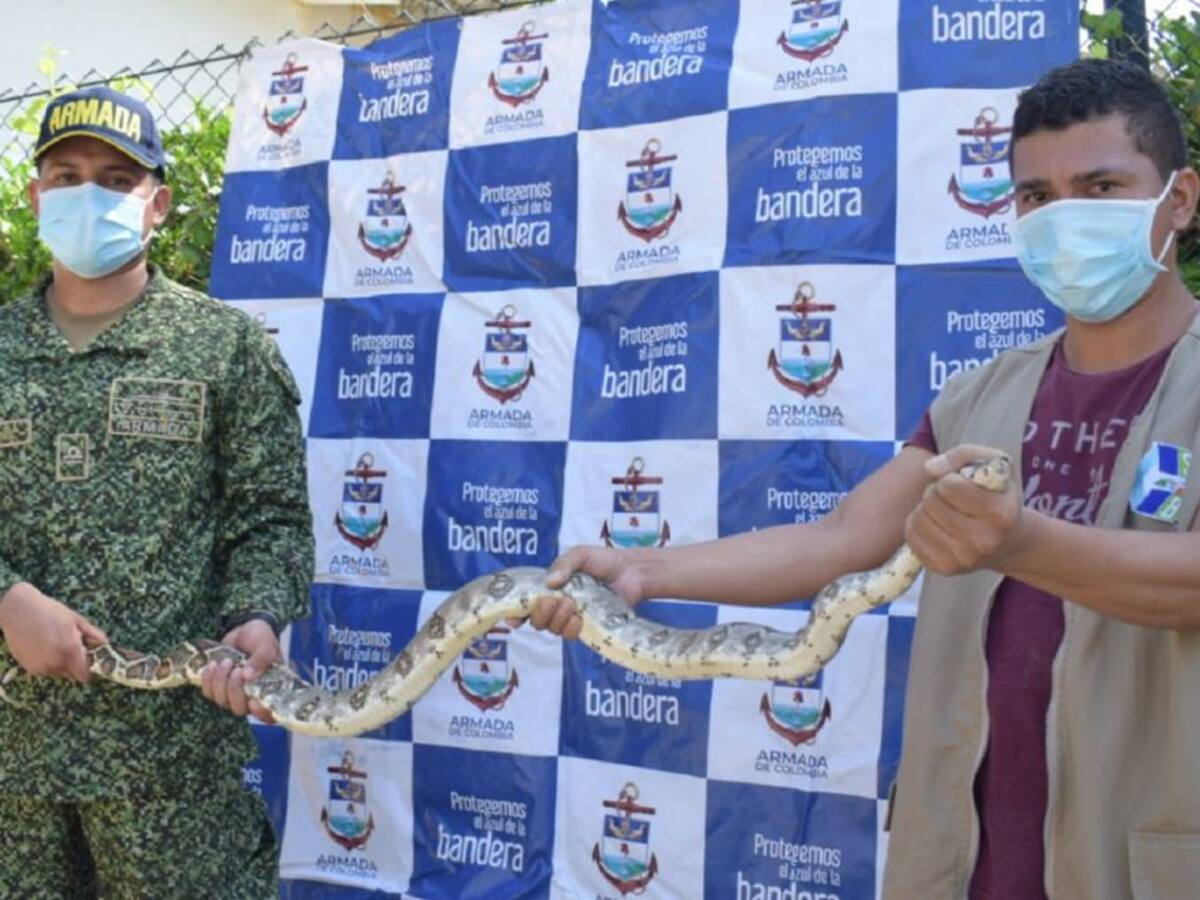 Liberan boa constrictor en Magangué, Bolívar