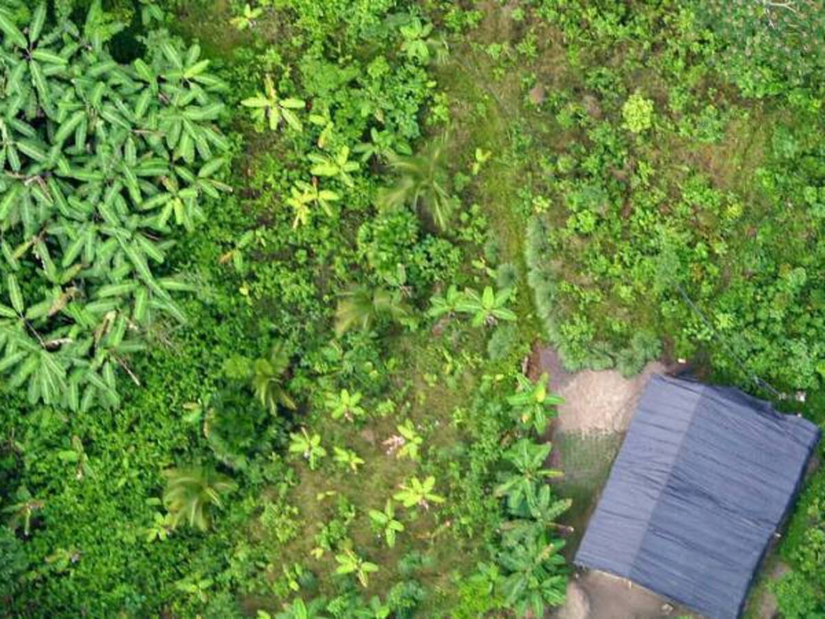 Gobierno del Cauca pide que se cumplan acuerdos de Sustitución de Cultivos