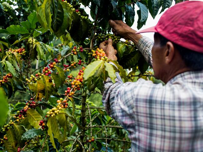 Renovación de cafetales para mejorar la producción, plantea Dignidad Agropecuaria