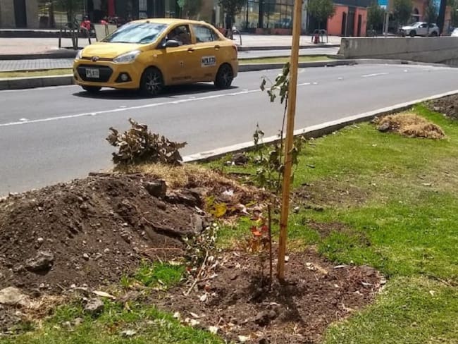 Fueron “destrozados” los árboles plantados en la calle 94