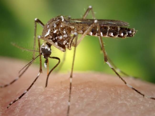 Brasil es el primer país en Latinoamérica en iniciar el programa público de vacunación contra el dengue