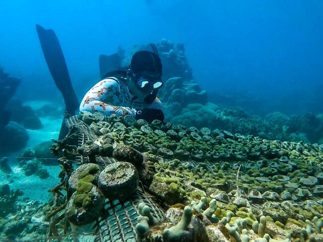 María Camila Atencio, Apneísta - Limpiezas de playas y siembra de corales