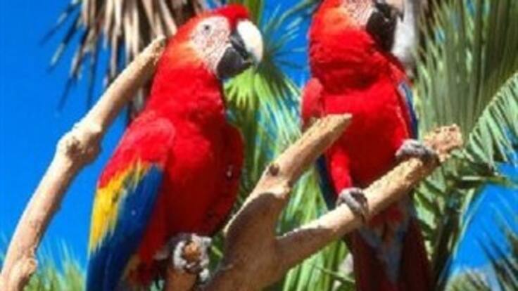 199 especies de aves conviven en bioparque en Atlántico