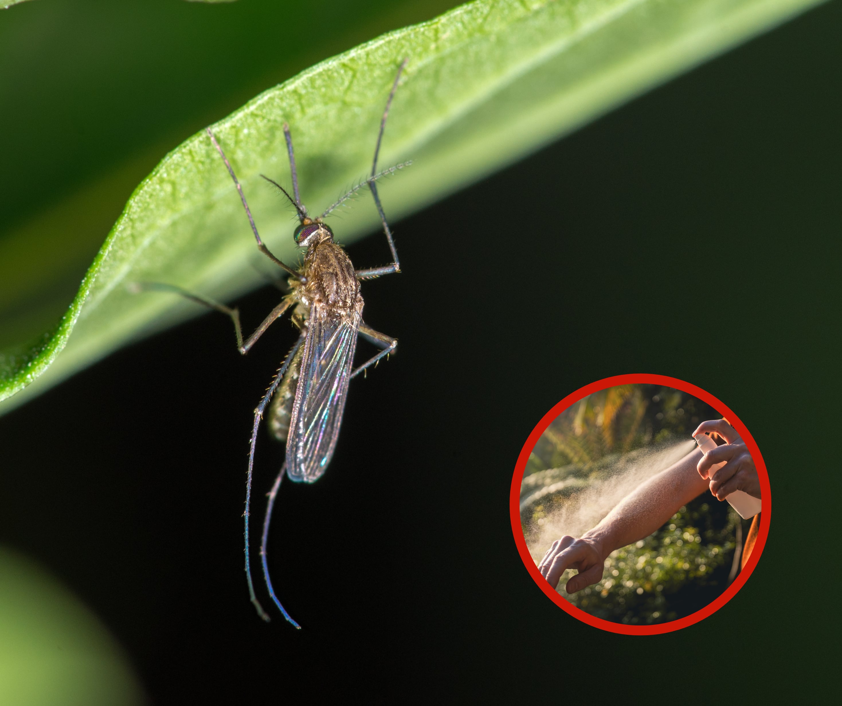 Zancudo en una planta junto a una persona aplicándose repelente (Fotos vía Getty Images)
