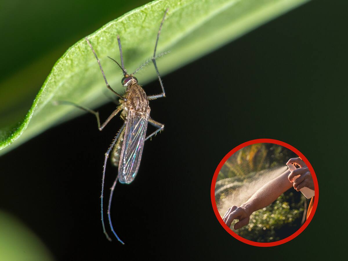 Trucos efectivos para ‘acabar’ con los zancudos en la noche: Solo necesita 5 ingredientes