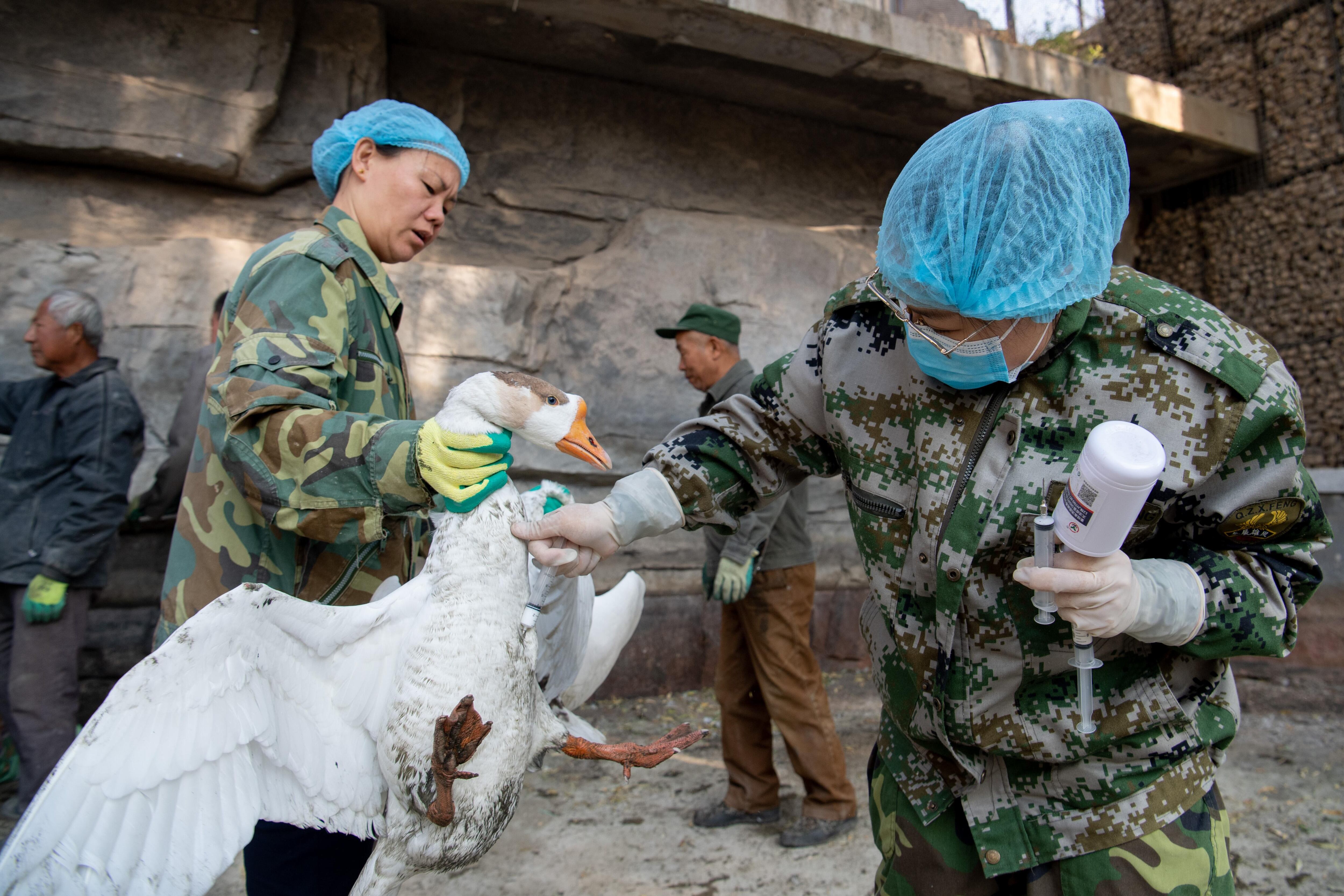 Vacunación a aves en Taiyuan, en la provincia Shanxi en China.
(Foto: Wei Liang/China News Service via Getty Images)