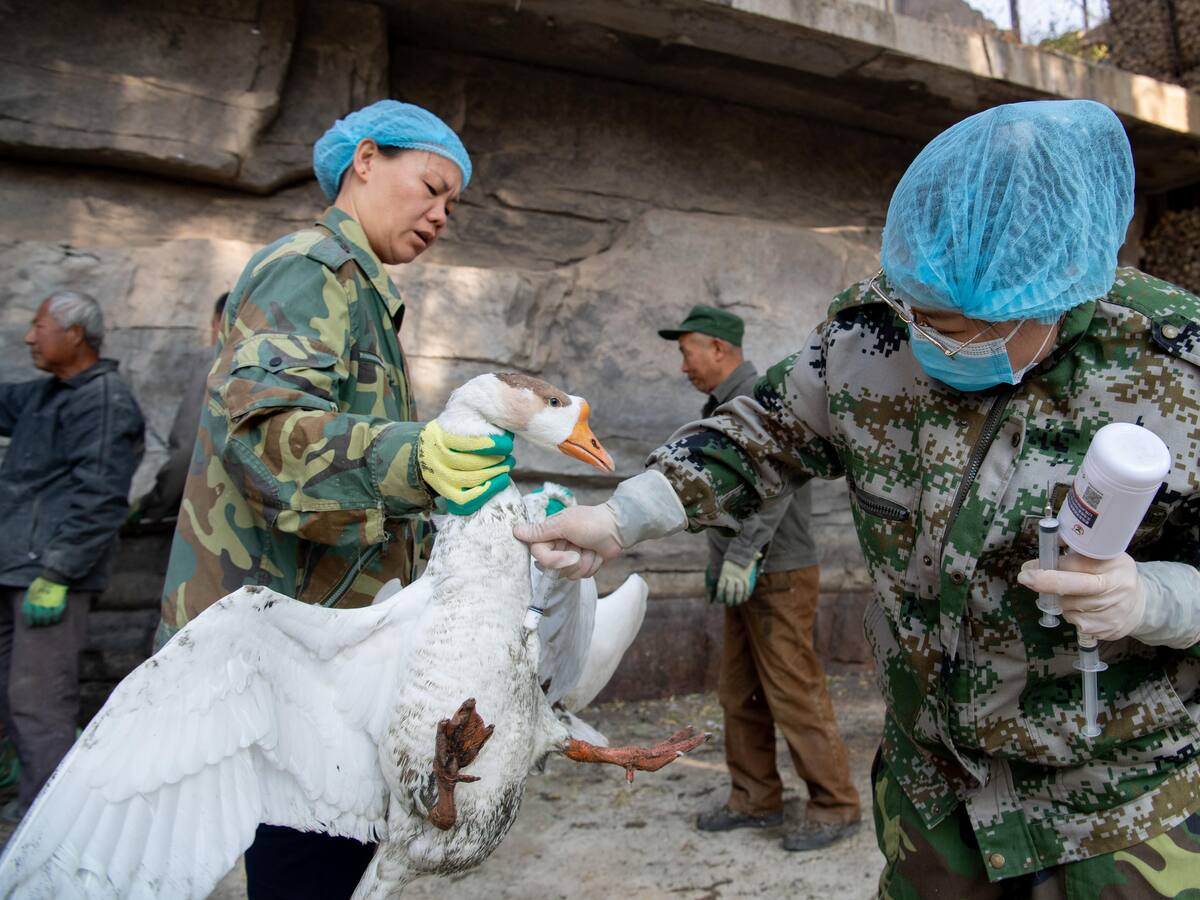 China detecta caso de gripe aviar H3N8 en humanos