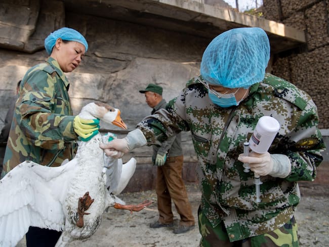 Vacunación a aves en Taiyuan, en la provincia Shanxi en China.
(Foto: Wei Liang/China News Service via Getty Images)