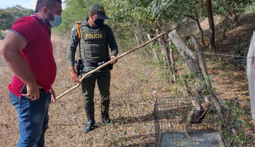 Gracias al llamado de un ciudadano las autoridades lograron evitar que este ejemplar silvestre perdiera la vida