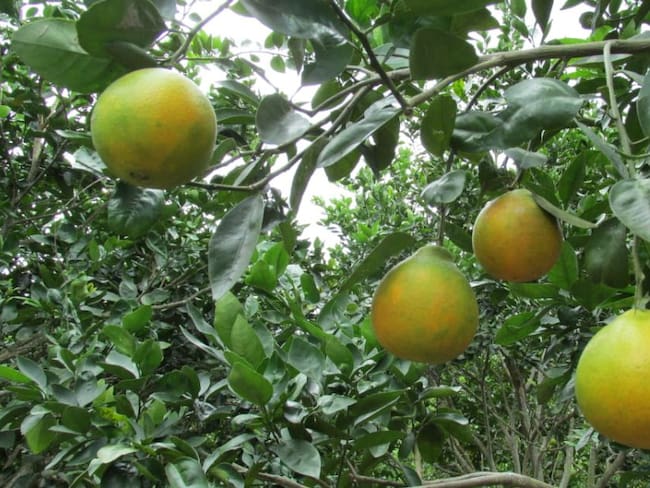 ICA combate enfermedad que destruye árboles de limón en el Caribe