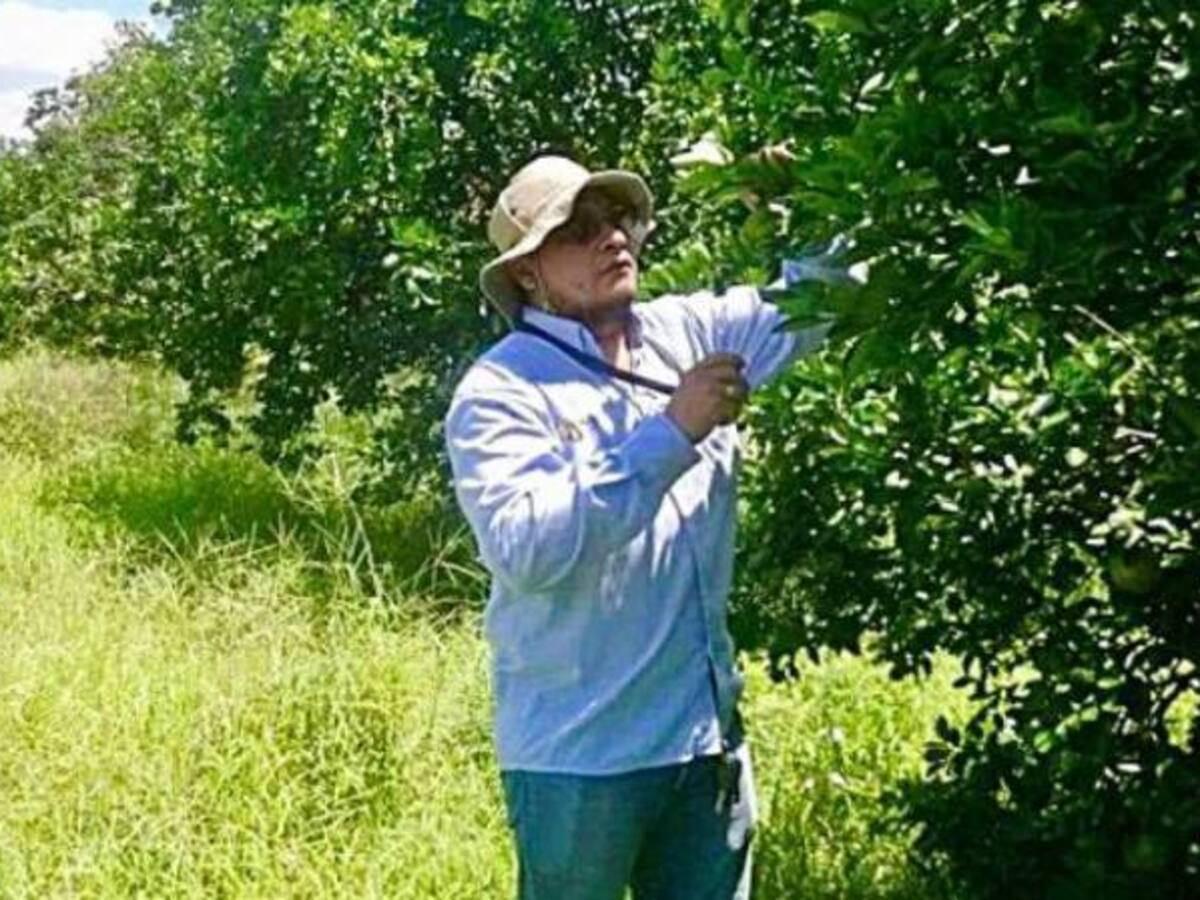 ICA realiza monitoreo a plaga de moscas frutales en Bolívar