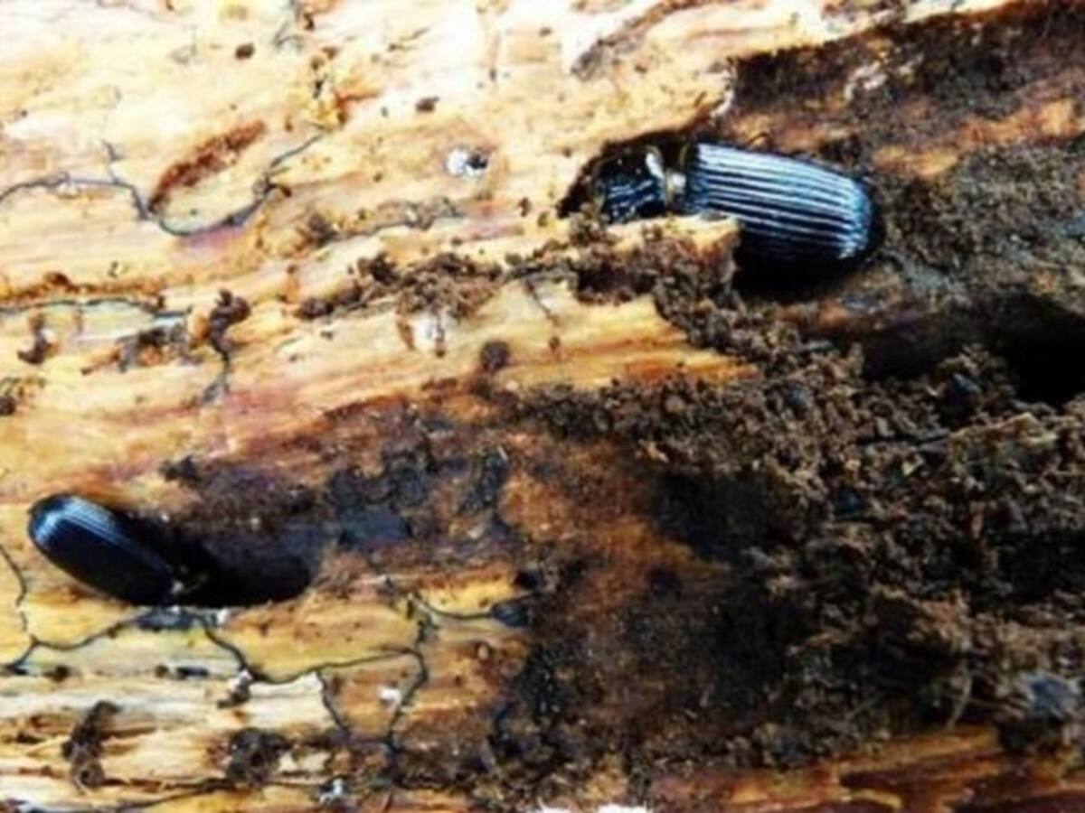 Descubren nuevo escarabajo en Colombia