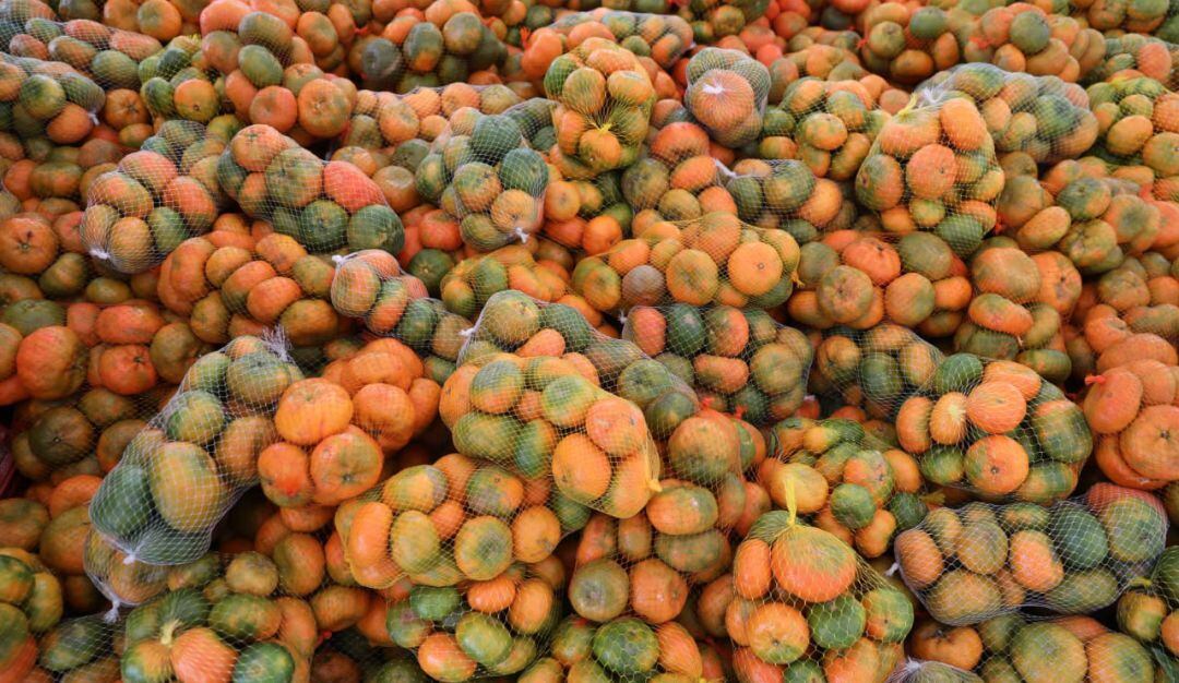 Cosecha de mandarinas