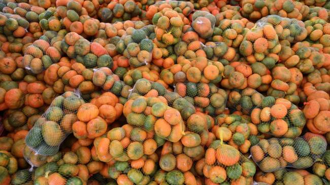 Cosecha de mandarinas