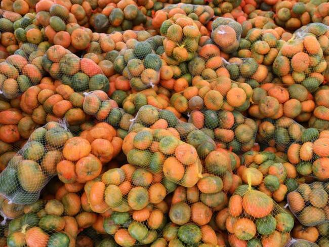 Cosecha de mandarinas