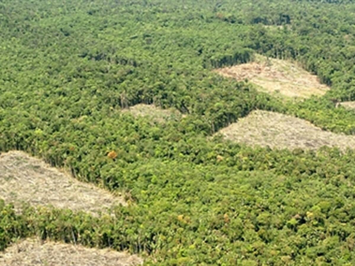 Guerrilla de las Farc ordena cultivar coca en el Catatumbo: Ejército
