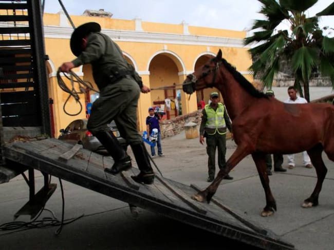 Adelantarán jornada de sensibilización sobre protección animal en Cartagena
