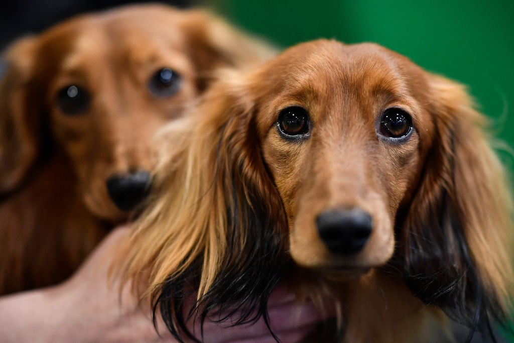 Dachshunds de pelo largo / Jeff J Mitchell/Getty Images