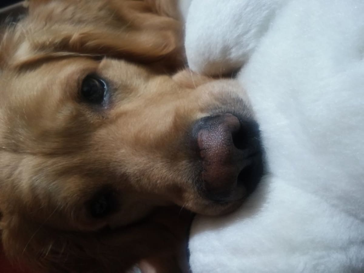 Angélica María de la Peña nos mandó esta foto con este mensaje: Hola Darcy, hola Mark les comparto una de las fotografías que le tomó a mi gran amigo, compañero que siempre ha estado a mi lado desde mis quimioterapias él es un gigante lleno de amor que se posa sobre mis piernas como si fuera un cachorro pequeñito que reparte besos como loco en las mañanas