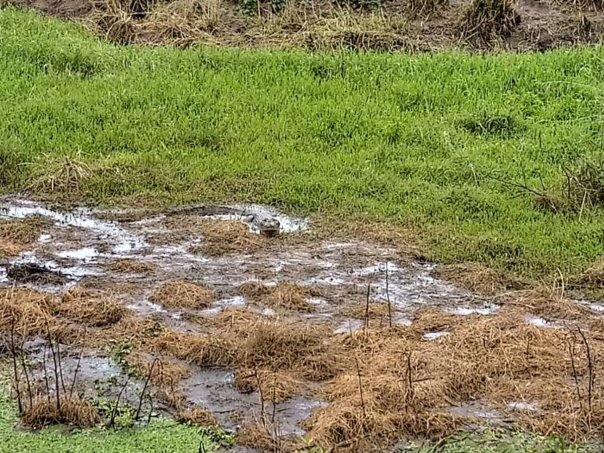 Video: Una quebrada de Lebrija está infestada de caimanes