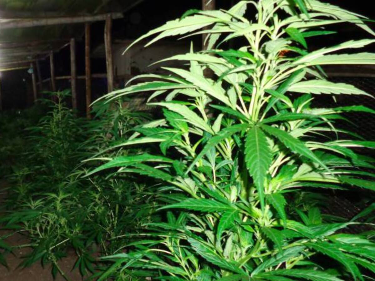 Minsalud prepara decreto para que marihuana se use en fitoterapéuticos
